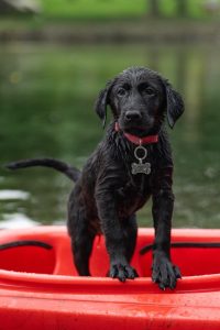 labrador, kayak, black labrador, border collie, pet, dog, puppy, nature, swimming, cute, animal